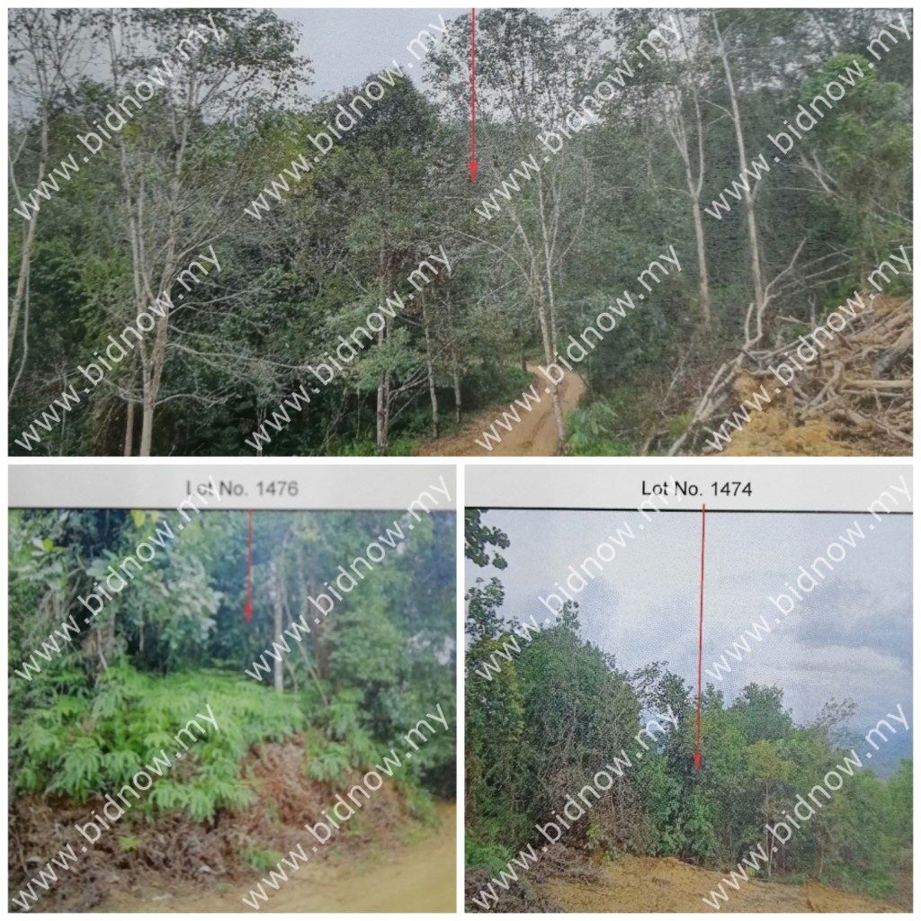 Lot No 1474 1476 Kampung Bukit Sabah Kuala Krai Kelantan